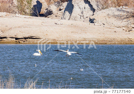 Close up shot of a Pelican flying 77177540