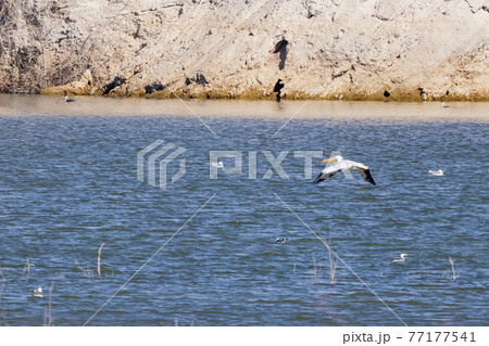 Close up shot of a Pelican flying 77177541