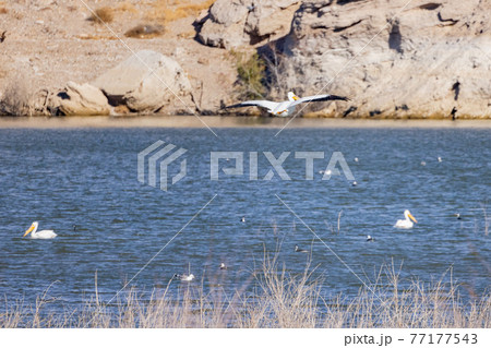 Close up shot of a Pelican flying 77177543