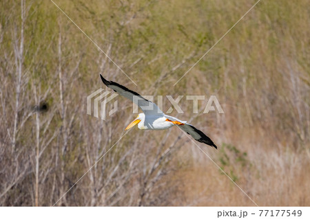Close up shot of a Pelican flying 77177549