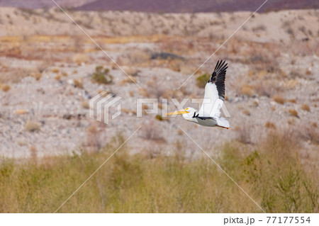 Close up shot of a Pelican flying Close up shot of a Pelican flying 77177554