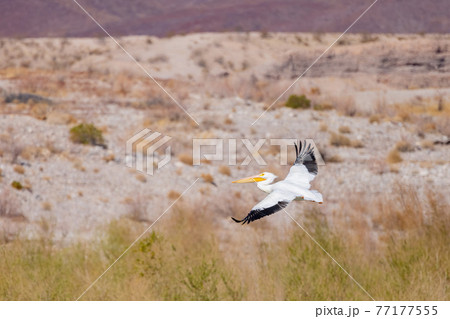 Close up shot of a Pelican flying 77177555