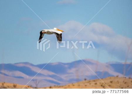 Close up shot of a Pelican flying 77177566