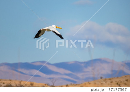 Close up shot of a Pelican flying 77177567