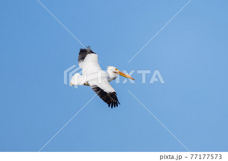 Close up shot of a Pelican flying 77177573