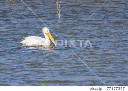 Close up shot of a Pelican swimming in the lake Close up shot of a Pelican swimming in the lake 77177577