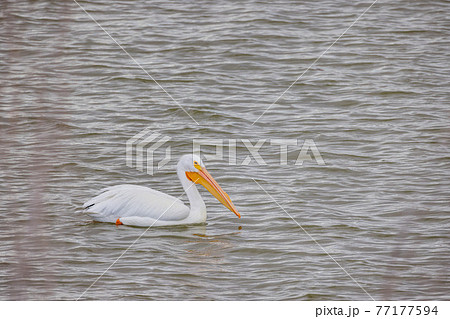 Close up shot of a Pelican swimming in the lake 77177594