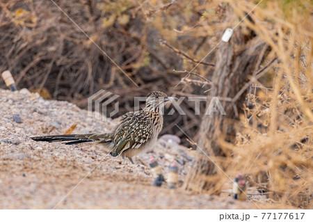 Close up shot of cute Roadrunner on the ground 77177617