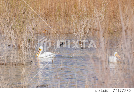 Close up shot of a Pelican swimming in the lake Close up shot of a Pelican swimming in the lake 77177770