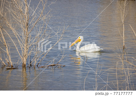 Close up shot of a Pelican swimming in the lake 77177777