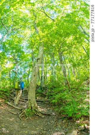新緑・初夏の大山をトレッキングするイメージ(大山夏山登山道) 新緑・初夏の大山をトレッキングするイメージ(大山夏山登山道) 77177816