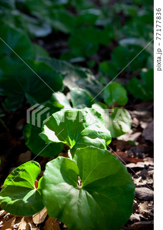 木陰に開くツワブキの葉 77177836
