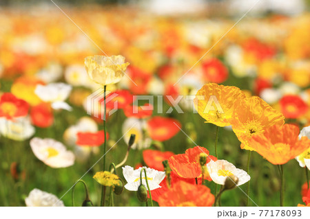 アイスランドポピー9539 アイスランドポピー9539 77178093