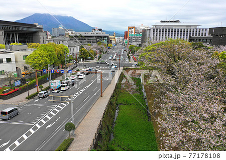 鶴丸城跡のお堀の桜並木の空撮 鶴丸城跡のお堀の桜並木の空撮 77178108
