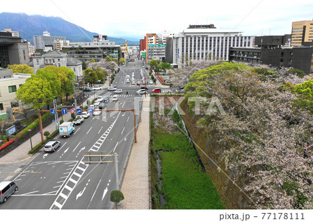 鶴丸城跡のお堀の桜並木の空撮 鶴丸城跡のお堀の桜並木の空撮 77178111