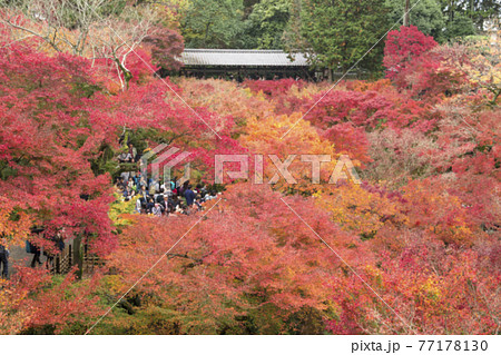 【京都】東福寺の紅葉（ぼかし加工あり） 77178130