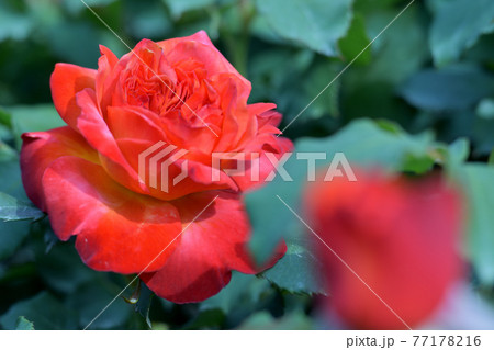 日陰に咲いた真っ赤な薔薇一輪のクローズアップの写真素材