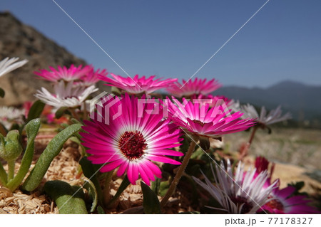 満開に咲くガーベラの花 77178327