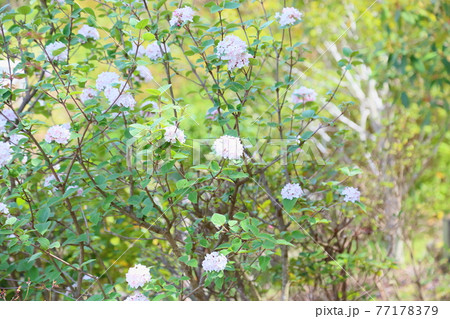 ビバーナムの花 ダイアナ ビバーナムの花 ダイアナ 77178379