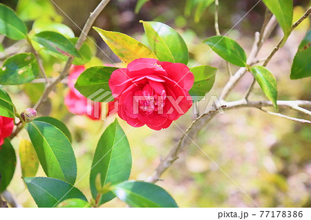 ツバキの花　黒龍 77178386