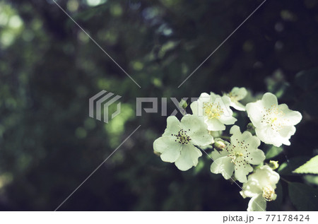 ウメバチソウ 77178424