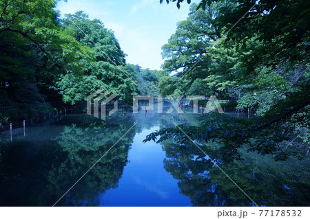 晴天のもと新緑が水面に映える井の頭公園・井の頭池 77178532