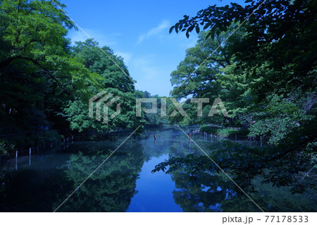 晴天のもと新緑が水面に映える井の頭公園・井の頭池 77178533