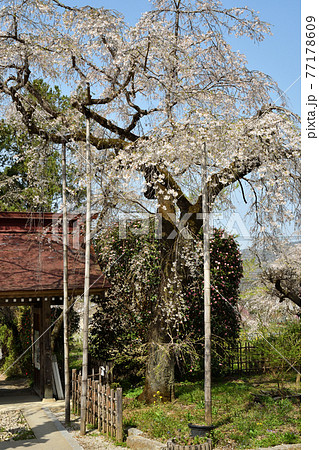 秩父 長瀞散歩：法善寺　長瀞七草寺霊場 77178609
