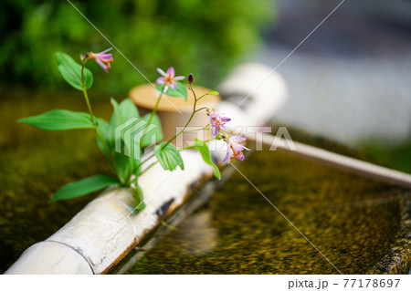 手水鉢のホトトギス 手水鉢のホトトギス 77178697