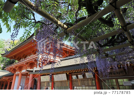 奈良　万葉植物園の藤 77178785