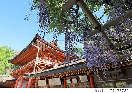 奈良 万葉植物園の藤 奈良 万葉植物園の藤 77178786