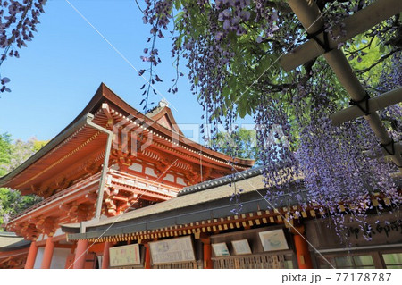奈良 万葉植物園の藤 奈良 万葉植物園の藤 77178787