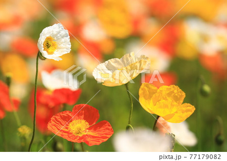 アイスランドポピー9457 アイスランドポピー9457 77179082
