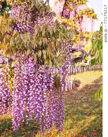 藤の花 藤の花 77179217