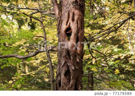 ムンクの叫びのように見える森の木の写真素材 [77179389] - PIXTA
