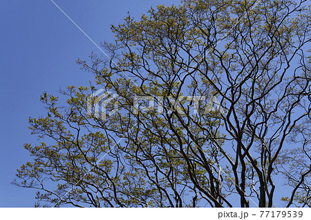 木と青空8 木と青空8 77179539