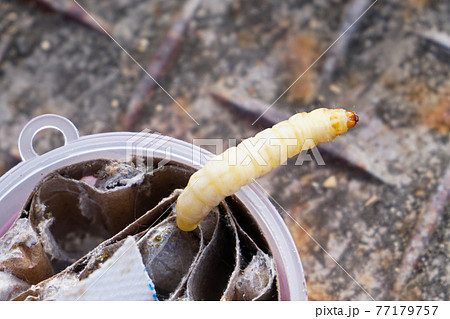 ブドウ虫 77179757