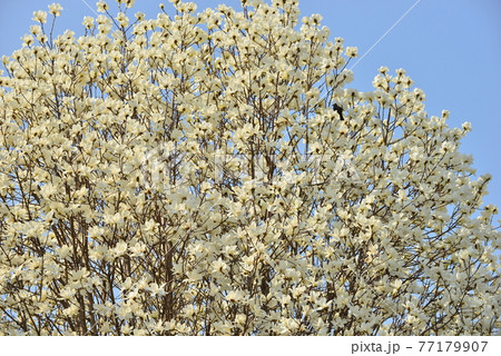 深谷緑の王国の白木蓮 Yulan magnolia in Fukaya Green park 深谷緑の王国の白木蓮 Yulan magnolia in Fukaya Green park 77179907