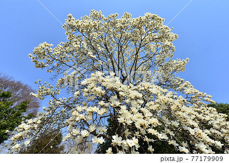 深谷緑の王国の白木蓮　Yulan magnolia  in  Fukaya Green park 77179909