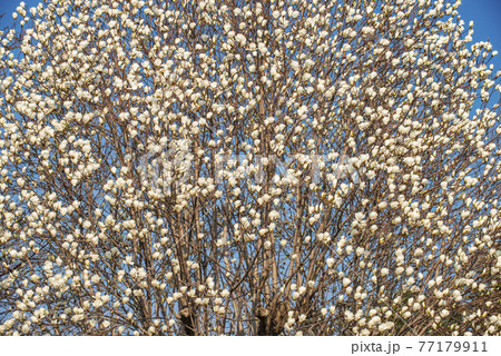 深谷緑の王国の白木蓮 Yulan magnolia in Fukaya Green park 深谷緑の王国の白木蓮 Yulan magnolia in Fukaya Green park 77179911