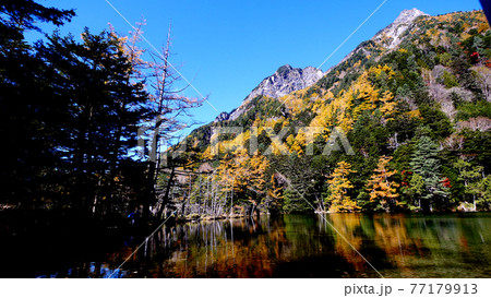 上高地の明神一之池の紅葉 77179913