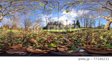 360 VR - Autumn Park With Leaves and Trees, Fall Colors, Low Angle 77180231