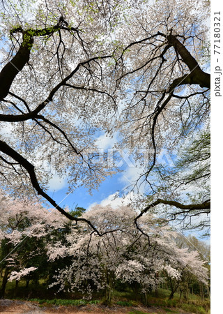 深谷市の桜　Cherry blossoms in Fukaya 77180321