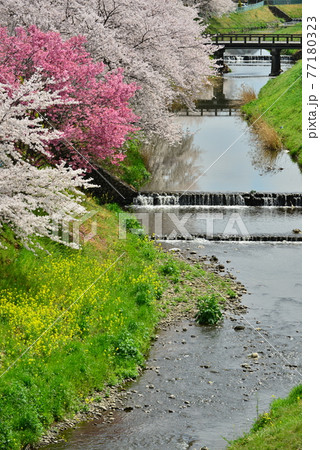 深谷市の桜　Cherry blossoms in Fukaya 77180323