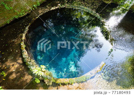 柿田川湧水<静岡県駿東郡清水町＞ 77180493