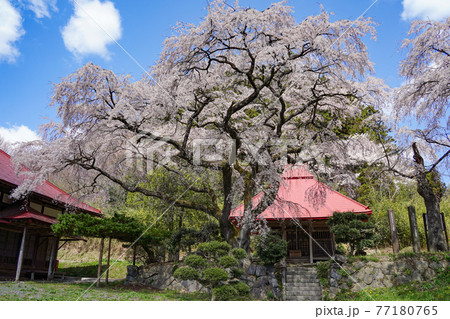 お寺に咲く満開の枝垂れ桜 お寺に咲く満開の枝垂れ桜 77180765