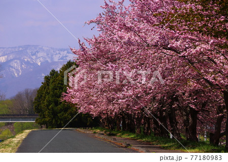 岩手県北上市上江釣子 和賀川グリーンパーク 和賀川沿いの桜 岩手県北上市上江釣子 和賀川グリーンパーク 和賀川沿いの桜 77180983