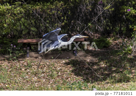 飛翔するアオサギ　春　4月　東京 77181011