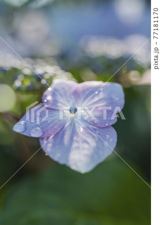 淡いブルーのアジサイ　淡い緑とアジサイ　あじさい 77181170