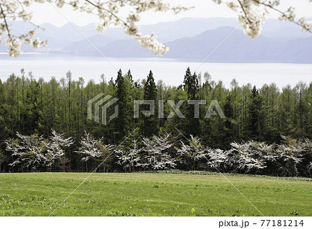 桜咲く磐梯山牧場から望む猪苗代湖 桜咲く磐梯山牧場から望む猪苗代湖 77181214